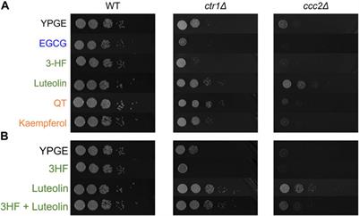 Structure-activity assessment of flavonoids as modulators of copper transport